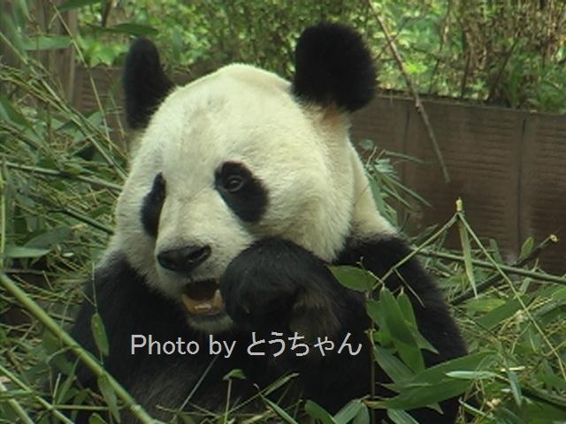 雄浜、繁殖活動中！！(2011.04.30～05.03)_f0079716_22172914.jpg