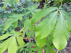 f0232920_1457939.gif