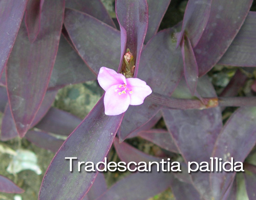 ムラサキゴテン 紫御殿 3枚のピンクの花びら Cafe Wyez