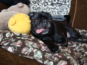 f0232522_21152772.gif