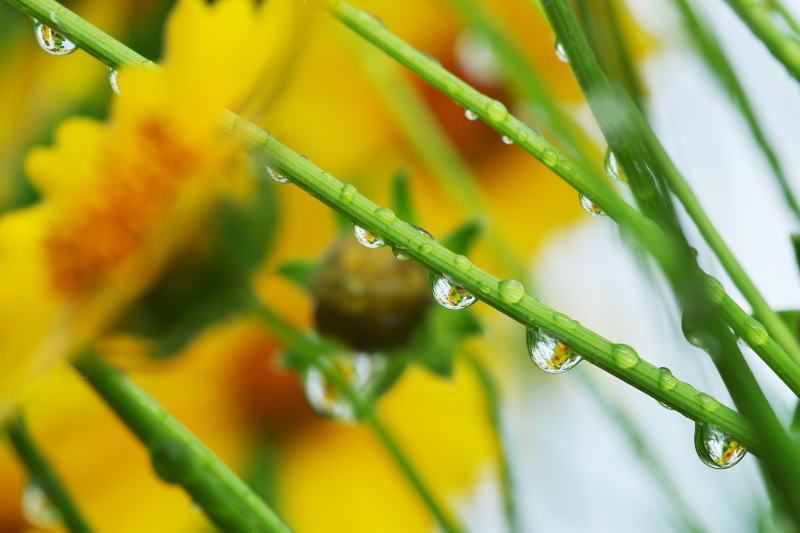 雨上がりの朝_d0237223_18183738.jpg