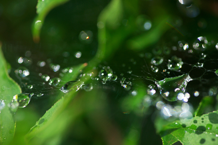 雨上がりの朝_d0237223_18213085.jpg