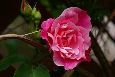 f0170524_1402598.jpg