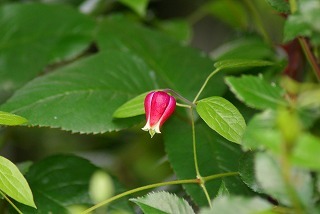 f0170524_1422084.jpg