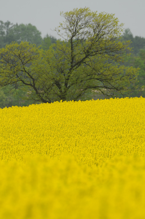 菜の花の風景④_f0116528_208178.jpg