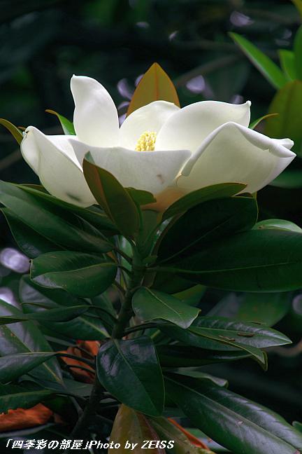 a0195032_20314848.jpg