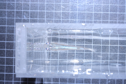 a0217735_16265218.jpg