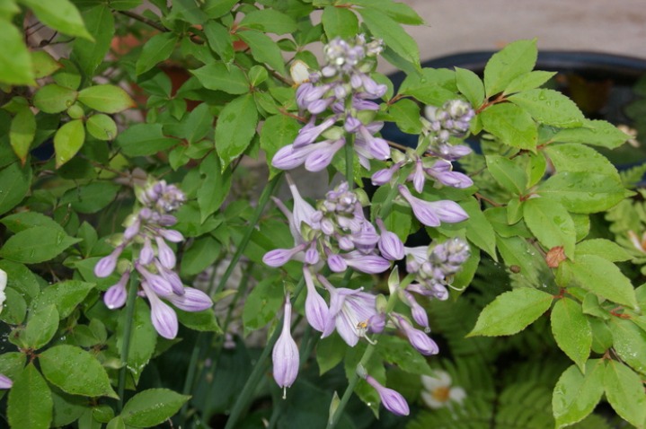 ギボウシ ホスタ の花 今日の一枚