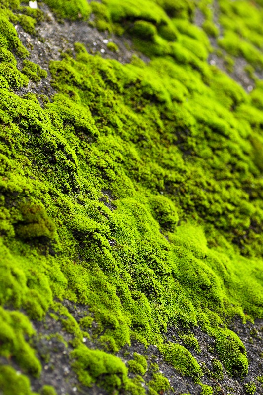 Moss on the slab._b0133440_21425935.jpg