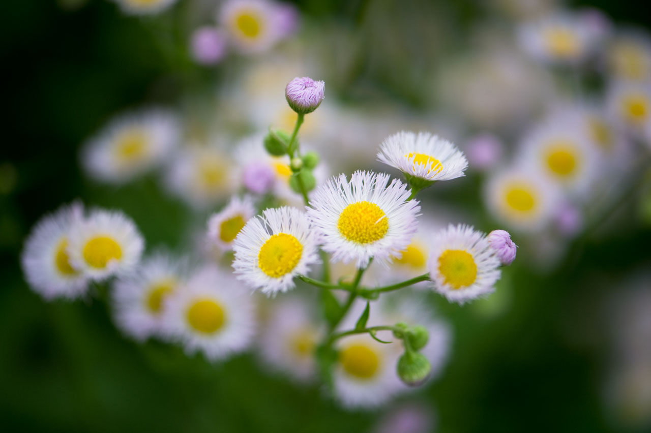 ☆ハルジョオン 空 sora そら