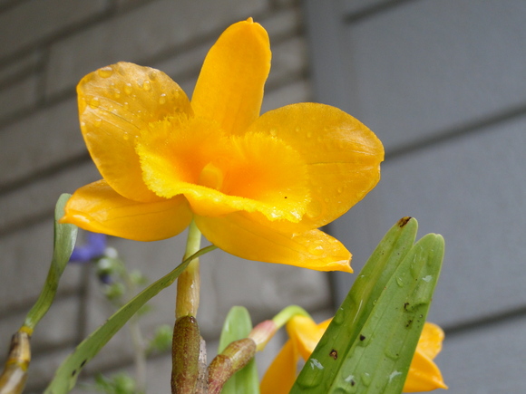 雨によく合う花、、、アジサイ、、庭の花_d0163550_21402136.jpg