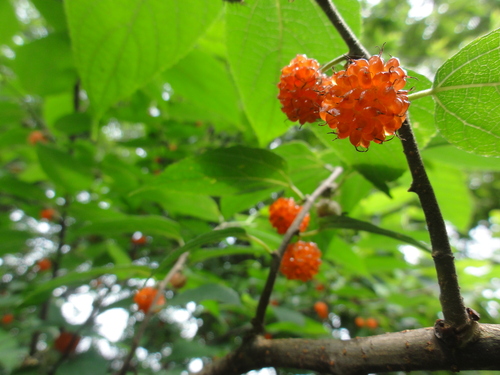 c0108460_2222511.jpg