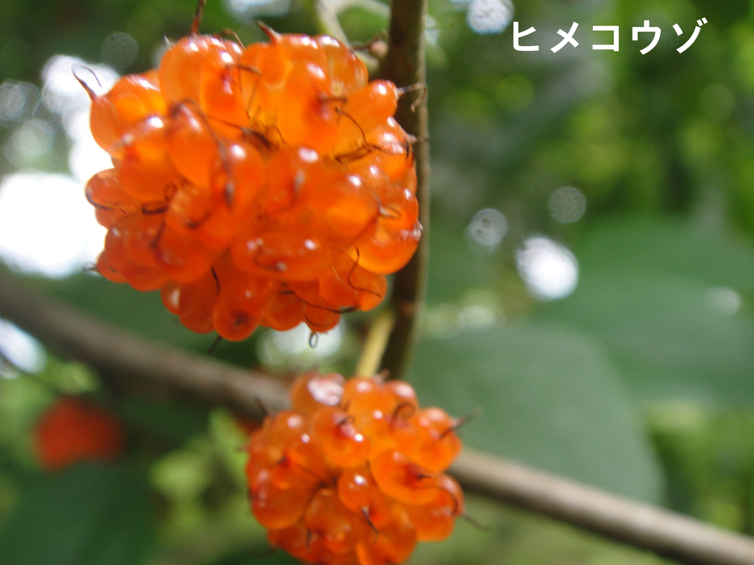 c0108460_22231310.jpg