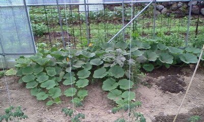 e0204372_2010215.jpg