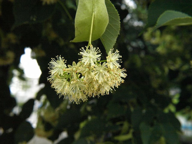 シナノキの花 自然風の自然風だより