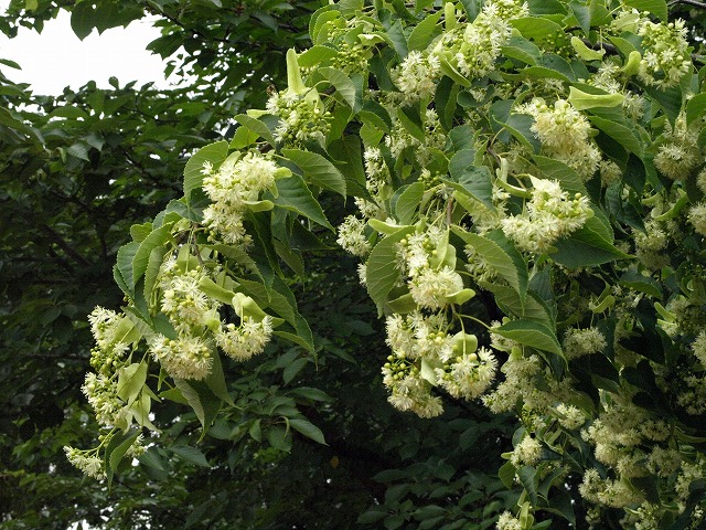 シナノキの花 自然風の自然風だより シナノキの花 自然風の自然風だより