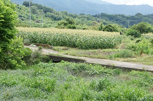 d0179679_1417247.jpg