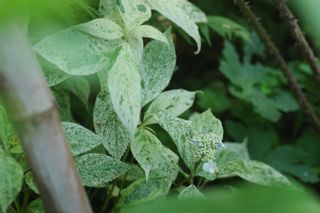 名残の薔薇とジューンベリー、時は紫陽花へ_f0160480_22232156.jpg