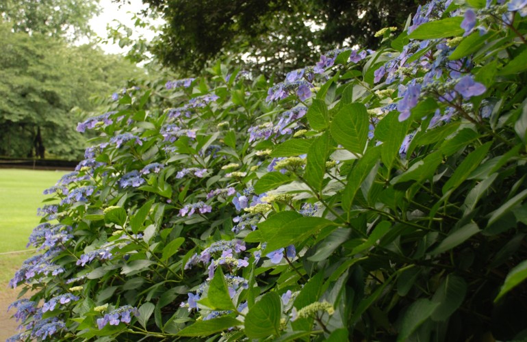 紫陽花～～～に酔う　　　　2011.6.21新宿御苑にて_c0144185_23461725.jpg