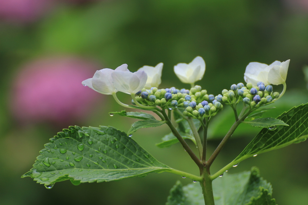 紫陽花便り　Part2 ～様々な紫陽花たち♪_e0195587_19423584.jpg