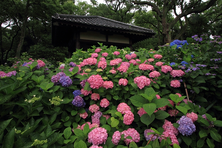藤森神社_e0051888_132327.jpg
