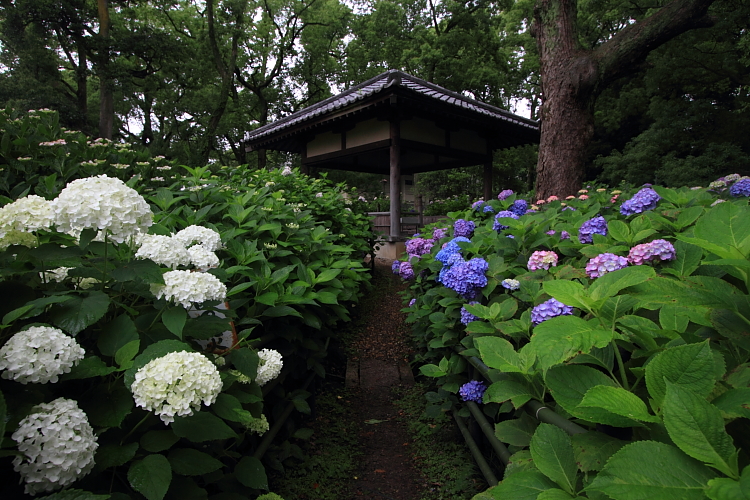 藤森神社_e0051888_1331748.jpg