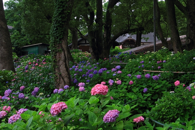 藤森神社_e0051888_1333794.jpg