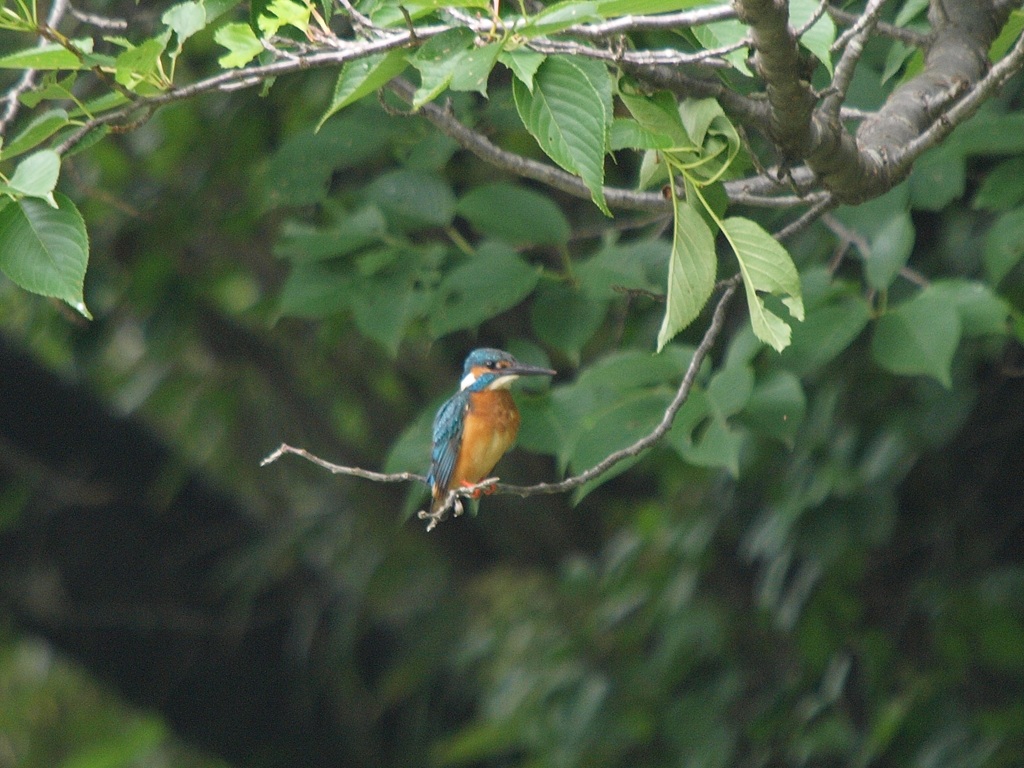d0050693_149496.jpg