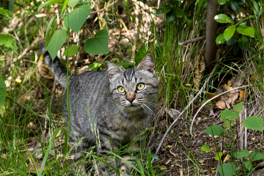 広島の猫#905_c0191394_21581094.jpg