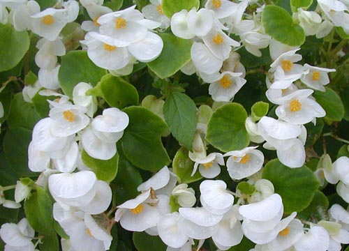 ●梅雨時の白花三題、その6_d0053294_11432267.jpg