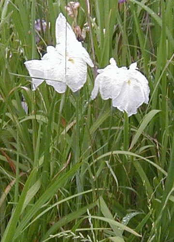 ●梅雨時の白花三題、その6_d0053294_1143496.jpg
