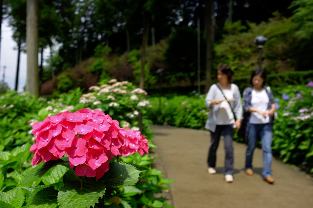 宇治あじさい寺_a0200696_1853522.jpg