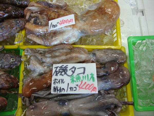 このお魚の名前は??_d0235898_1482058.jpg