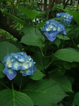 c0129702_940205.gif