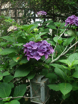 c0129702_9412245.gif