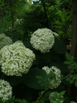 c0129702_943219.gif