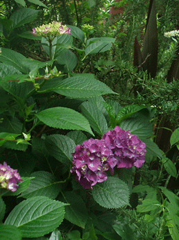 c0129702_9433178.gif
