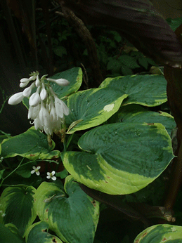 c0129702_94433.gif