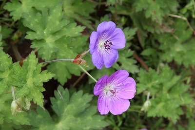 花瓶に生けたアナベル♪　と　庭の花_a0123003_8443860.jpg