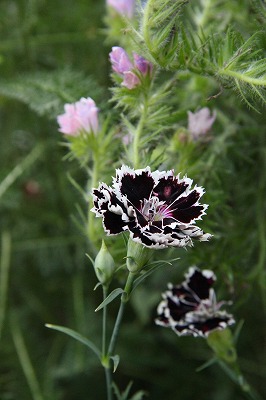 花瓶に生けたアナベル♪　と　庭の花_a0123003_8495199.jpg