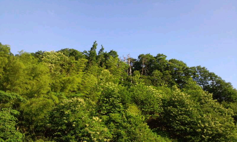 d0093903_76539.jpg