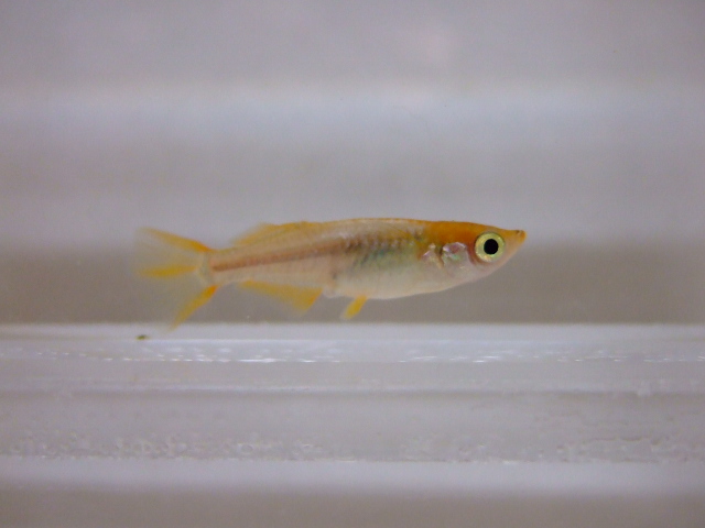 f0152308_2011567.jpg