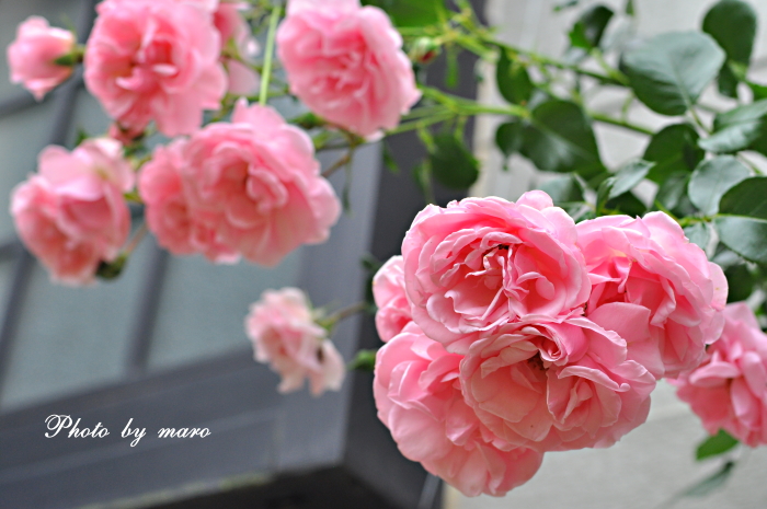 壁面誘引 薔薇 パレード と ホーム ガーデン の可愛いコラボ 麻呂犬写真館 Mamiphon