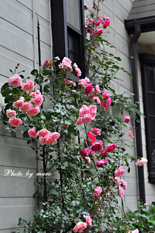 壁面誘引 薔薇 パレード と ホーム ガーデン の可愛いコラボ 麻呂犬写真館 Mamiphon
