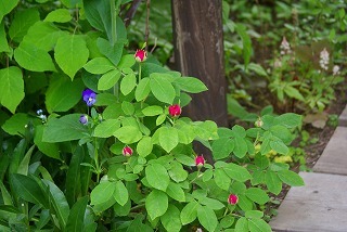 f0170524_1410879.jpg