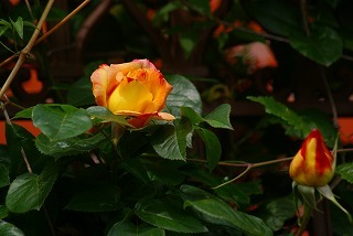 f0170524_14457100.jpg