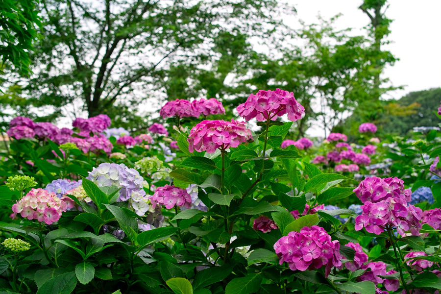 c0223825_7221777.jpg