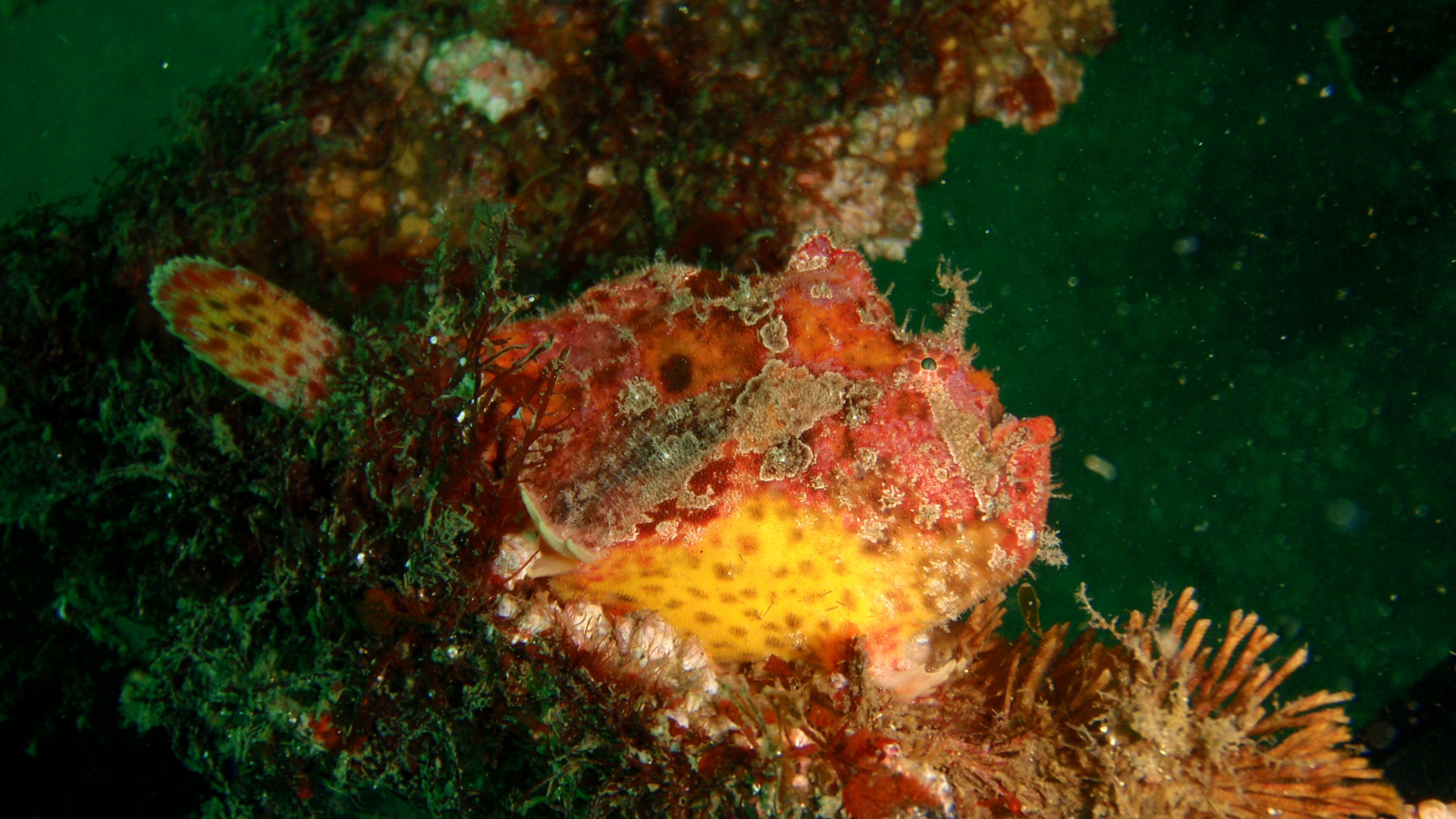 大瀬のログ　海童ノリゴンガイド！必須アイテムは・・・_c0034029_5572259.jpg