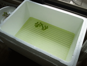 d0048332_1431214.gif