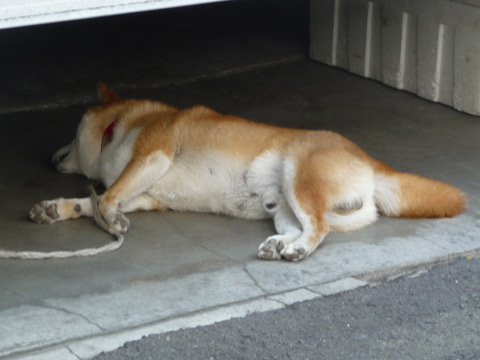 【6月21日（火）】梅雨の晴れ間…。_c0221349_12584160.jpg